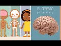 El Cerebro para niños