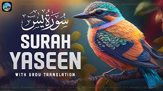 Surah Yasin ( Yaseen ) with Urdu Translation | Quran Tilawat Beautiful Voice | Hindi Tarjuma | EP209