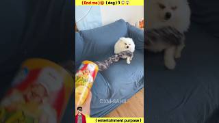 !! end me !!🥵 dog डर जाता है !! 😱😱 #trending #viral #shortvideo #tiktok #shorts #short #