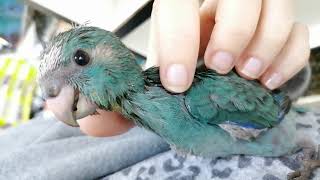 The sweetest amazing little kakariki babies. (Red crowned parakeets South Africa)