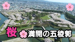 【北海道】桜・満開の五稜郭（函館）/お花見の名所五稜郭公園の桜はすごかった！/天使の聖母トラピスチヌ修道院も満開！