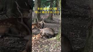 奈良公園のオス鹿。角が尖って怪しい動きを始めた。　#shorts   #奈良の鹿   #奈良公園　#deer   #narapark   #鹿