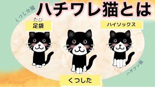 【猫】ハチワレ猫とは【雑学・豆知識】Hachiware cats