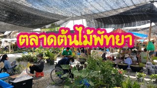 ตลาดต้นไม้พัทยา ตลาดนัดคลองถมพัทยา (ข้างเมืองจำลอง )เปิด ศุกร์-อาทิตย์