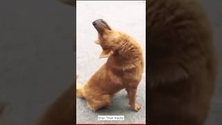 தலை வலிக்குதுடா 🐕🐕🐕🐕 #dog #animalcomedy subscribe 🙏🔔 please like