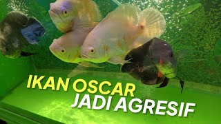 How to Make Oscar Fish Aggressive In Aquarium || Astronotus Ocellatus