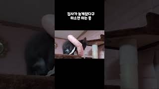 나만 두고 어디갔다 왔냐구우!!!!(동생이 생긴 이유) #고양이 #cat