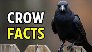 10 Crow Facts That Will Blow Your Mind