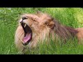 10 most powerful types of lions that ever lived