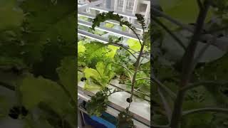 Kale and green leafy vegetable planting