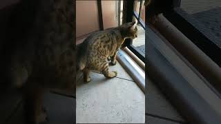 Rare highland lynx cats with polydactyly #highlandlynx #highlandercat