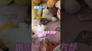 逃げたハムスターの捕まえ方＃shorts＃ハムスター＃捕獲