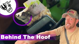 there's a ROCK in this BULL's HOOF, OUT with the BOYS & Scaring Graeme | BTH Episode 8