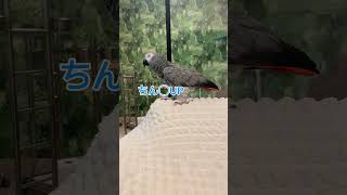 【亡き夫の鳥と生活】くち悪インコ#ペット#癒し