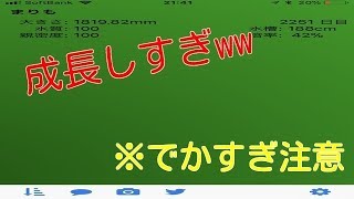 まりもを6年間(2200日以上)育て続けた結果が、、【衝撃映像】