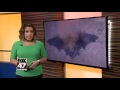 ingham county bat has michigan s 1st case of rabies in 2017