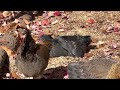 flock of chickens sunbathing and preening