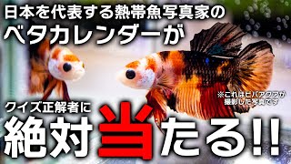 ベタカレンダーが当たる！プロ熱帯魚写真家のベタ写真カレンダー水作創業50周年プレゼント企画 #アクアリウム #ベタ 【ビバアクア】