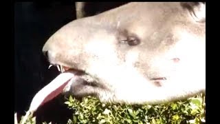 Strange animals.Brazilian tapir.Ueno Zoo.奇妙な動物。アメリカバク。上野動物園。