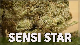 SENSI STAR - Hybrid - THC 21%