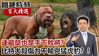 連藏獒也是手下敗將？比特犬殺傷力不輸兇猛虎豹？！【關鍵時刻百大精選】-劉寶傑 朱學恒 馬西屏