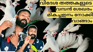 Tamed Greyparrot || Tamed Rainbow lorry || Yellow saided conu ||Java sparrows | Eclactus | Sunconur