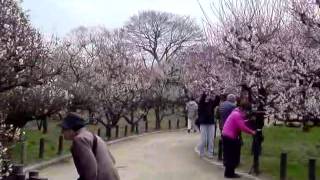 大阪城公園梅林散策：芳しい匂いがする七、八分咲きの梅花