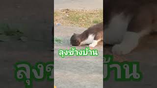 ลุงข้างบ้านแกชอบเดินมาหาแม่​ #Cat #น่ารัก #shots @ สามหยุมสิบ