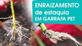 Enraizamento de estaquias com areia e água em garrafa PET