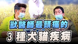 '23.01.30【全能狗S 寵物當家】楊孝柏獸醫師談「獸醫師最頭痛的3種犬貓疾病」