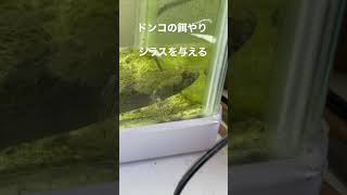 ドンコの餌やり