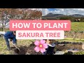 10 STEPS HOW TO PLANT A CHERRY BLOSSOM TREE