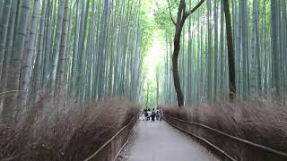 観光名所！紅葉シーズンの嵐山～渡月橋・竹林の小径・天龍寺・嵯峨野トロッコ列車～