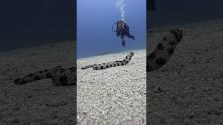 Snowflake Eel #sealife #marinelife #ocean ##GOPRO