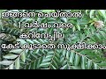 How to keep Curry leaves for long period