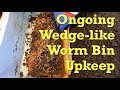 Continued migration in ANC worm bin after 40 days & counting - vermicompost