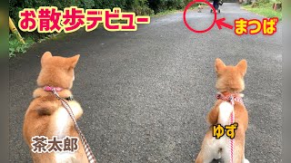 柴犬子犬4ヶ月お散歩デビューしました‼️