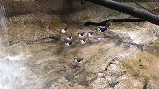 水浴びをする鳥たち／Birds taking a bath