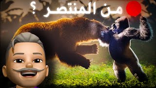 الغوريلا ضد الدب ( تقييم حيوانات )