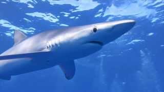 Duiken met blauwe haaien, scuba diving with blue sharks 2