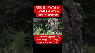 【ASMR】キボシカミキリの繁殖行動 #昆虫 #sdgs #asmr #映像芸術  #音芸術 #自然教育 #虫の鳴き声 #日本の虫