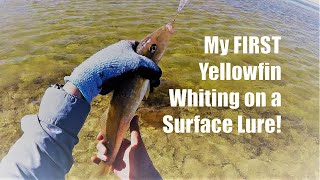 YELLOWFIN WHITING on Surface Lures - South Australia, Thompson Beach