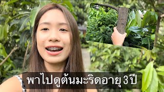 พาไปชมต้นมะริดอายุ 3 ปี