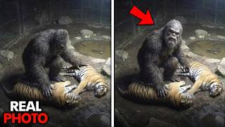Bigfoot Breaks Into Zoo And Slaughters Tigers On April 27th 2026