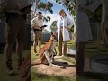 injured kangaroo trapped in trap last moment rescued