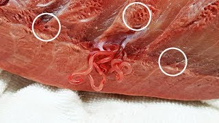 [ENGSUB] 방어 기생충의 정체, 제대로 알려드립니다.(ブリ糸状虫, Worm Parasites in Fish Yellowtail)