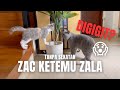 Zac ketemu Zala tanpa sekatan? Bapak kucing ketemu anaknya langsung 😱