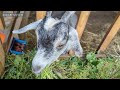 ヤギたちの咀嚼音　ただ草を食べているだけ 2022年7月10日 goat farm 手作りヤギ牧場