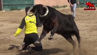 Gran vaca de Manuel Vidrié. Capea Finca El Palo. Tordesillas. 14 Marzo 2021