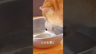 犬の水の飲み方が変わってる？ #shorts #柴犬 #しばいぬ #豆知識